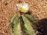 Astrophytum ornatum. Верхушка побега с цветком. Австралия, Новый Южный Уэльс, пос. Лайтнинг Ридж, питомник кактусов, основанный в 1966 г. Джоном и Элизабет Беван (Bevan). 14.09.2009.