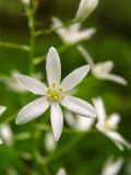 Ornithogalum arcuatum