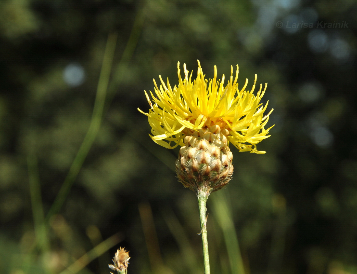 Image of Centaurea orientalis specimen.