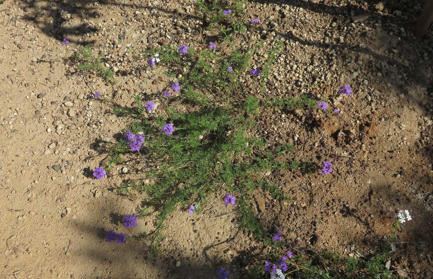 Image of Glandularia pulchella specimen.