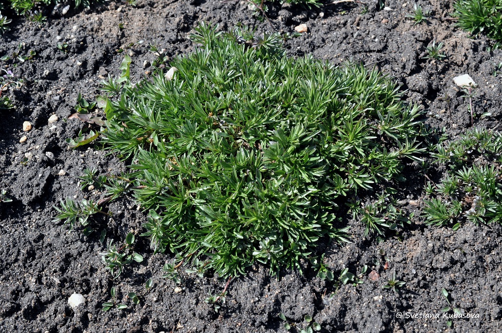 Image of Campanula rotundifolia specimen.