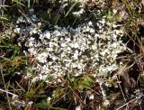 род Cladonia. Слоевище. Украина, г. Запорожье, восточная окраина, долина р. Мокрая Московка. 25.03.2017.