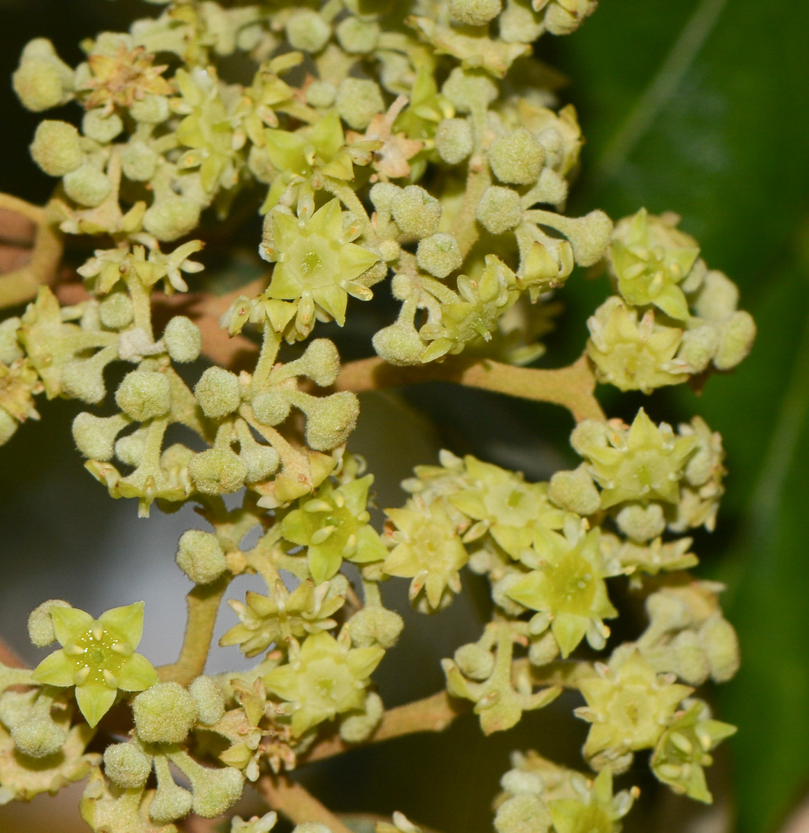 Image of Alphitonia excelsa specimen.