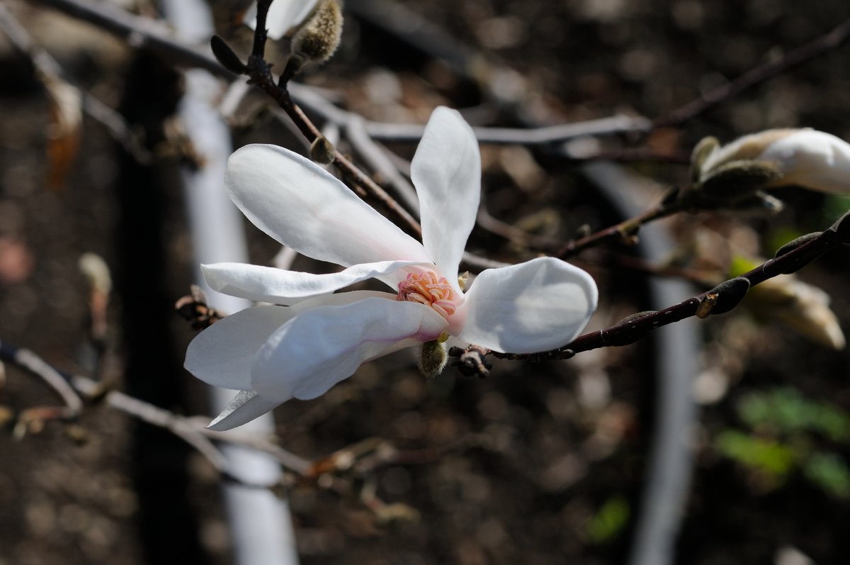 Image of Magnolia kobus specimen.