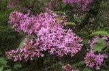 Syringa persica