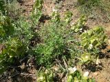 View full-size image Lagochilus platycalyx