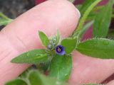 Asperugo procumbens