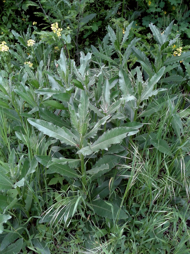 Image of Cirsium setosum specimen.