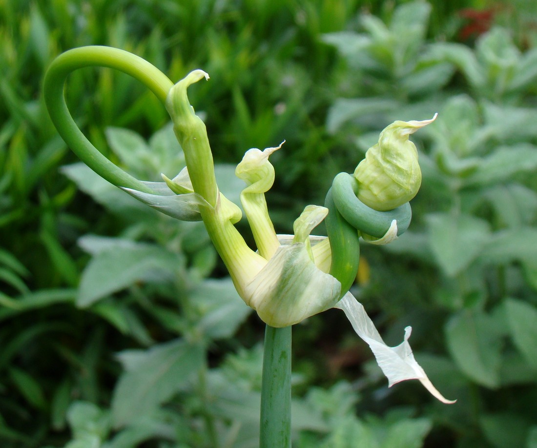 Изображение особи Allium &times; proliferum.
