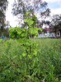 Ginkgo biloba