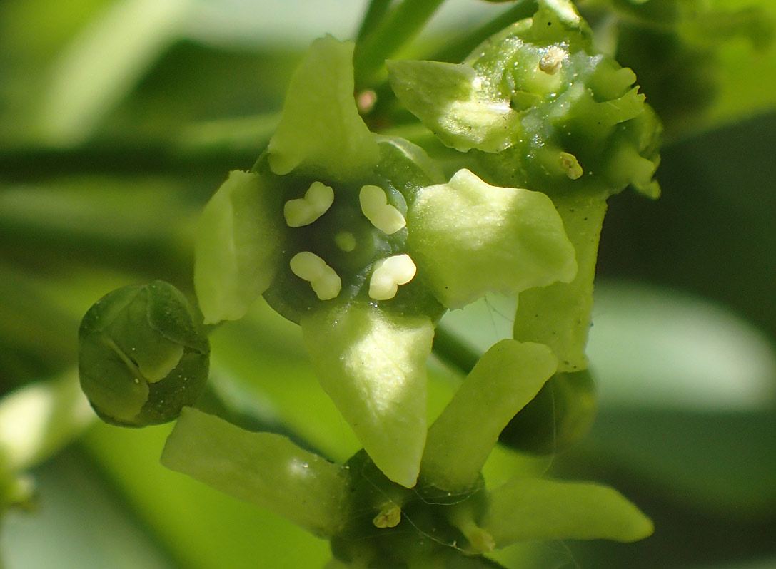 Image of Euonymus europaeus specimen.