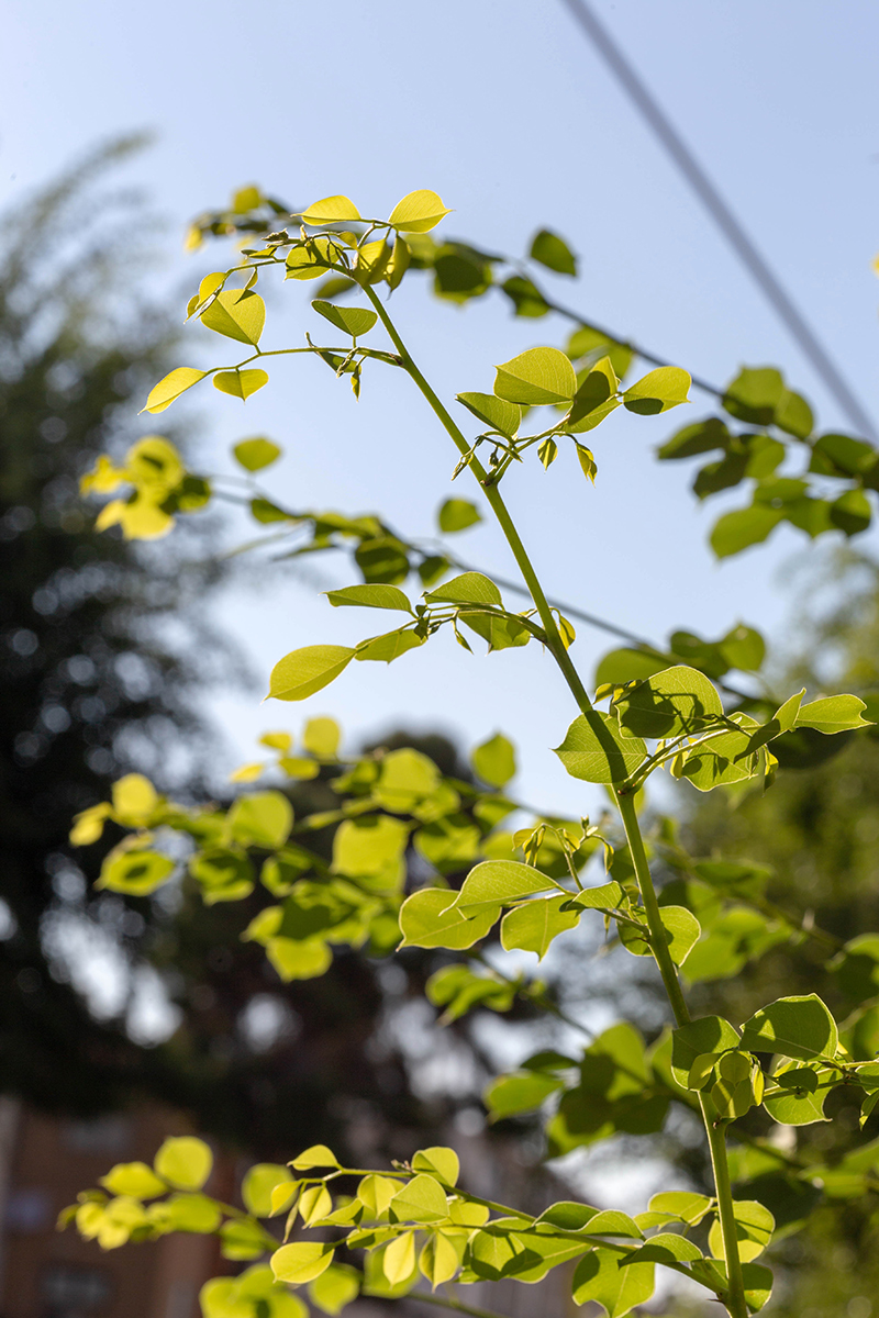 Изображение особи Dalbergia sissoo.