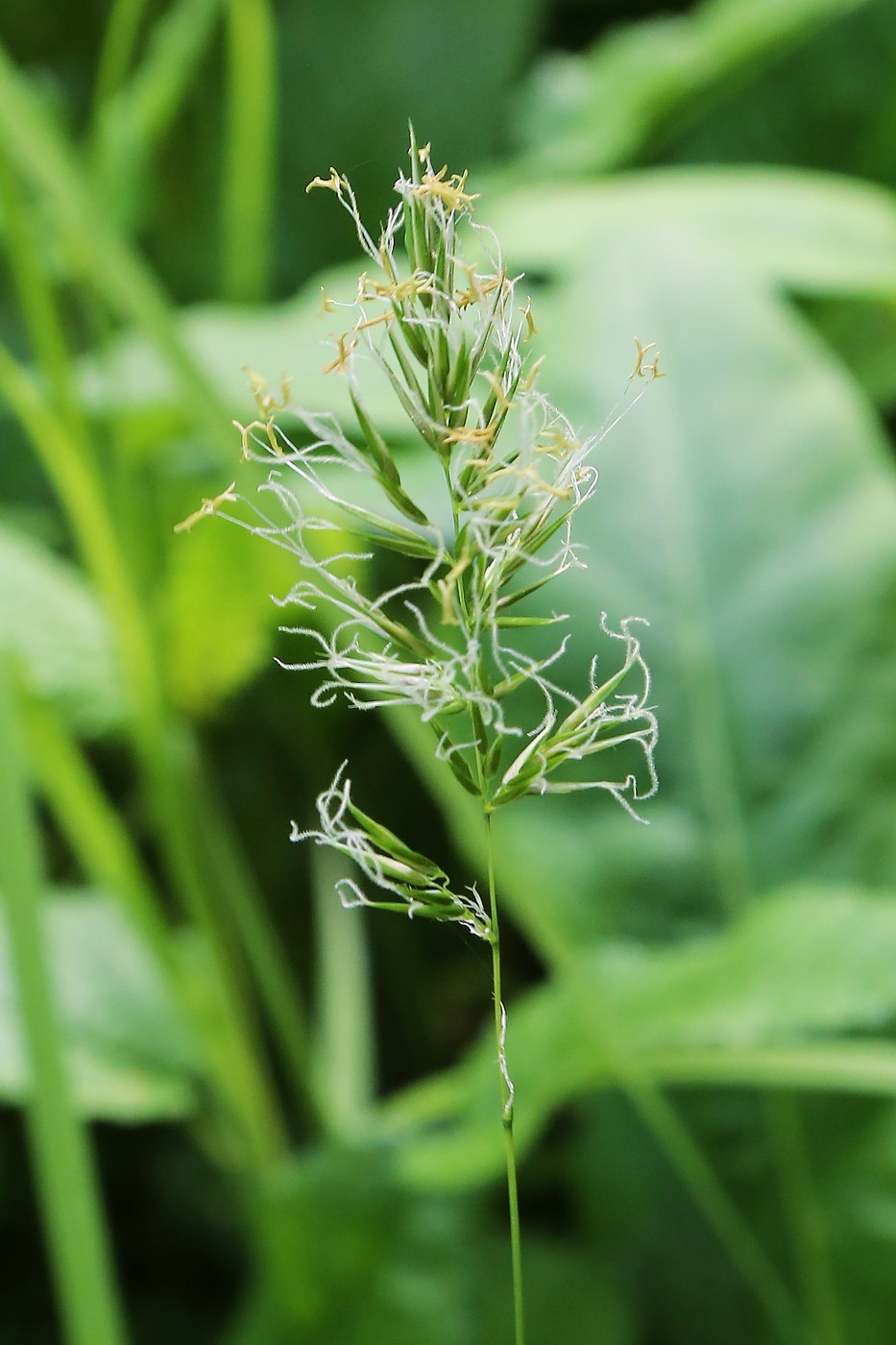 Изображение особи Anthoxanthum odoratum.