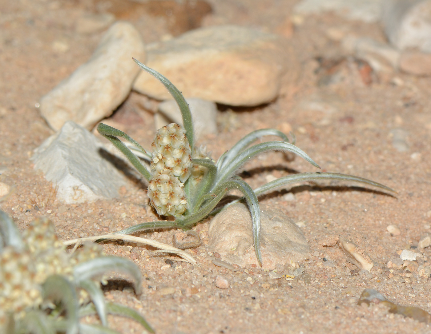 Image of Plantago ovata specimen.