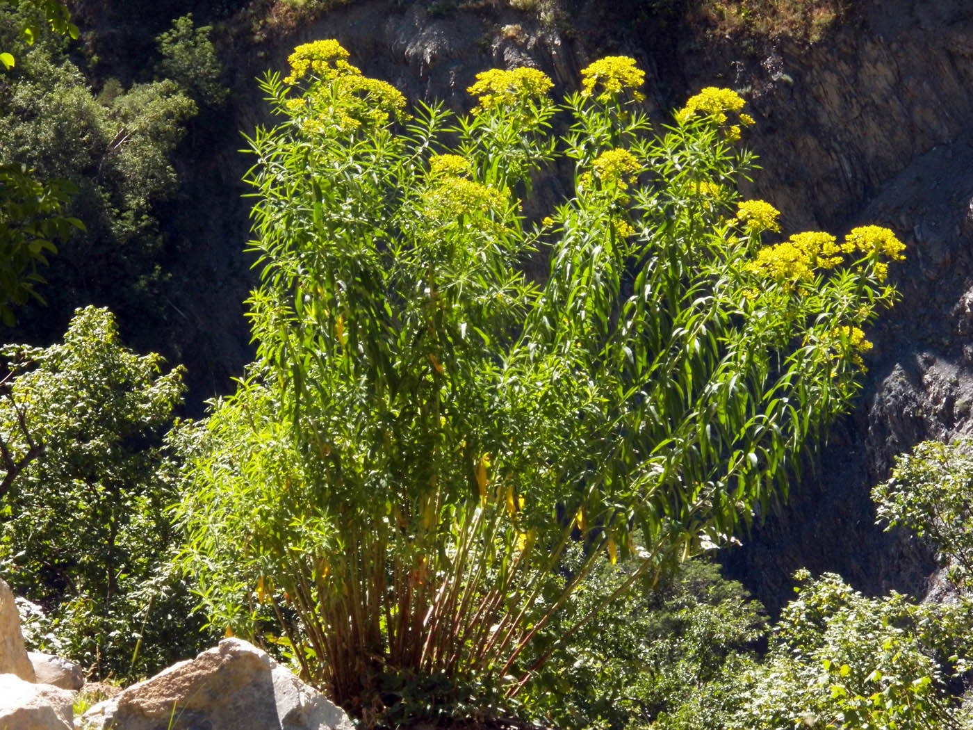 Image of Euphorbia lamprocarpa specimen.