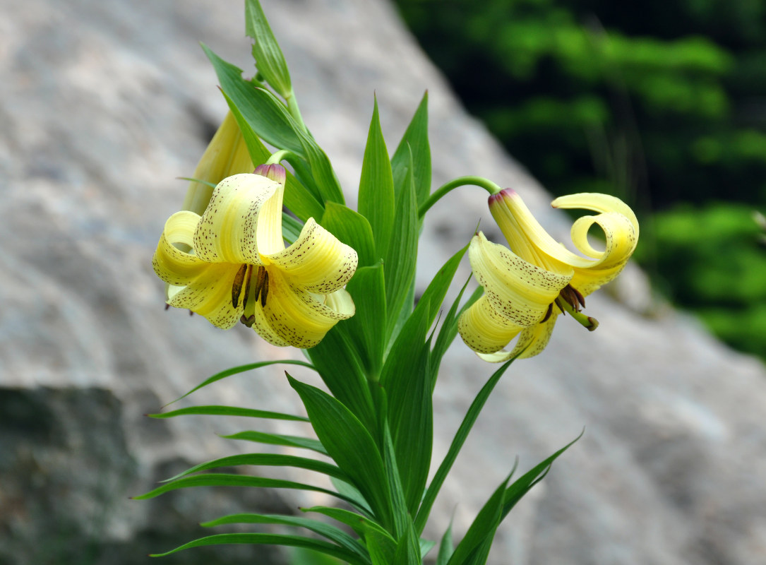 Image of Lilium kesselringianum specimen.