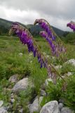 Hedysarum caucasicum. Соцветия. Республика Адыгея, Майкопский р-н, Кавказский биосферный заповедник, восточное подножие горы Фишт, территория туристского приюта \"Фишт\", берег р. Белая, выс. ок. 1590 м н.у.м. 15.07.2017.