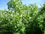 genus Philadelphus
