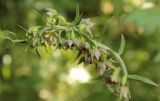 Epipactis helleborine