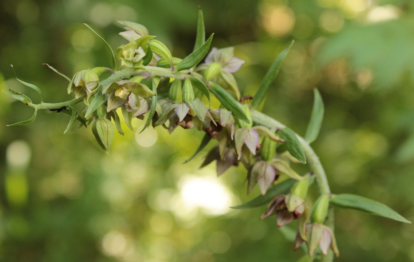 Изображение особи Epipactis helleborine.