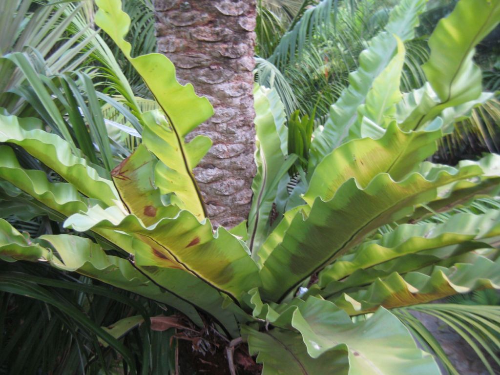 Image of Asplenium nidus specimen.