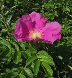 Rosa rugosa. Цветок и листья. Новосибирская обл., г. Новосибирск, окр. Академгородка, побережье Новосибирского вдхр., прибрежные пески, среди зарослей Hippophae rhamnoides. 5 августа 2017 г.