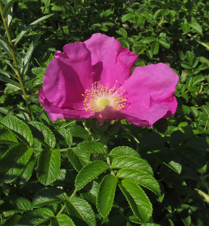 Изображение особи Rosa rugosa.