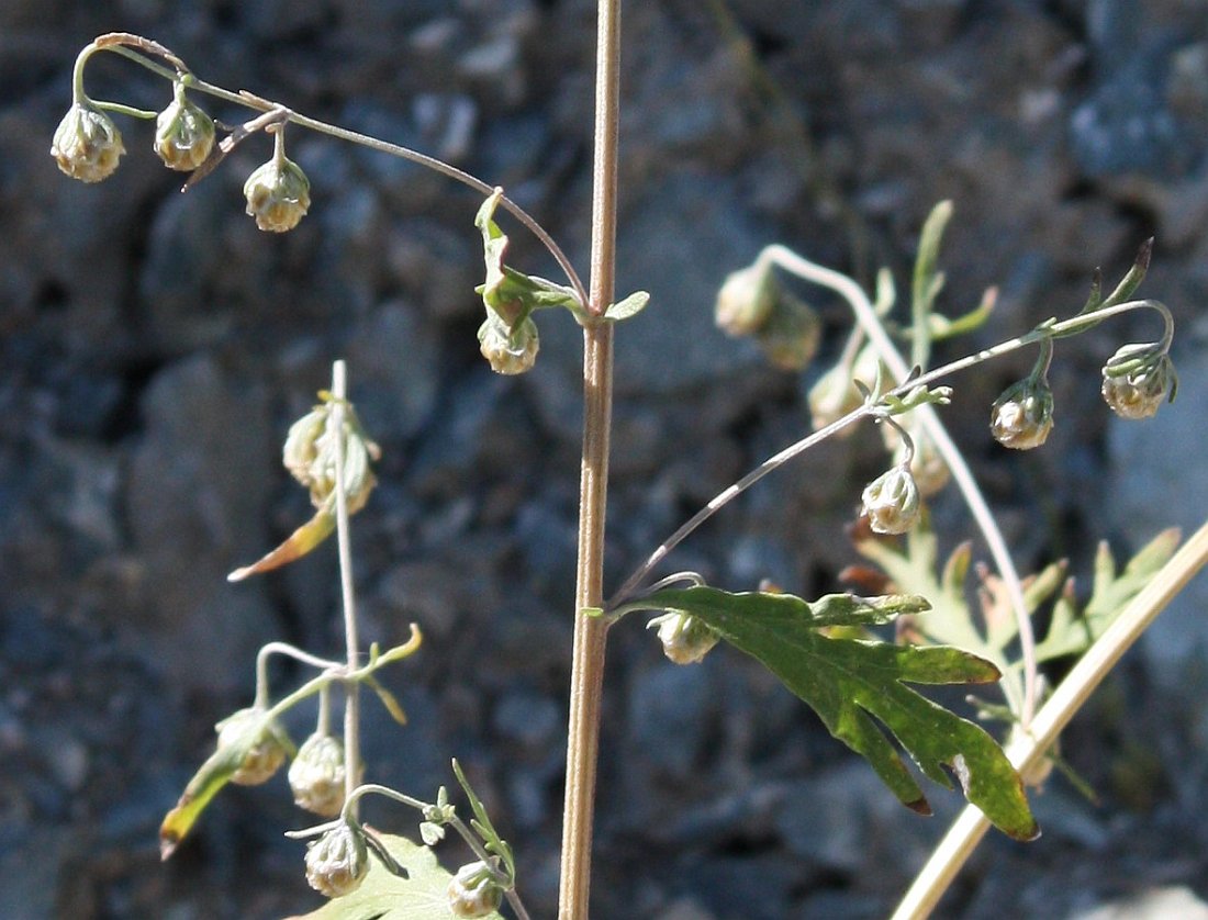 Изображение особи Artemisia sieversiana.