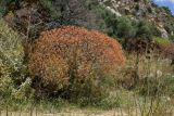 Euphorbia dendroides