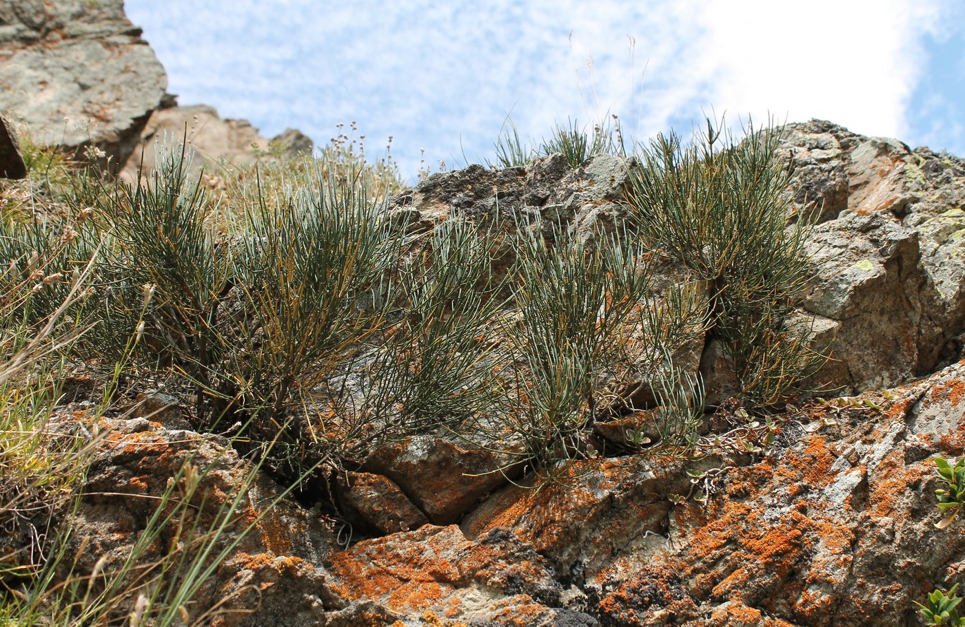 Image of Ephedra procera specimen.