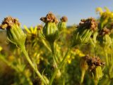 Senecio erucifolius. Фрагмент отцветающего соцветия. Иркутская обл., Иркутский р-н, дер. Позднякова, луг. 29.08.2017.