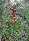 Hypopitys monotropa