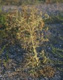 Eryngium campestre