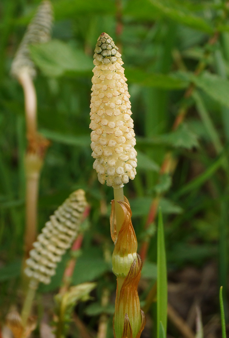 Image of Equisetum sylvaticum specimen.