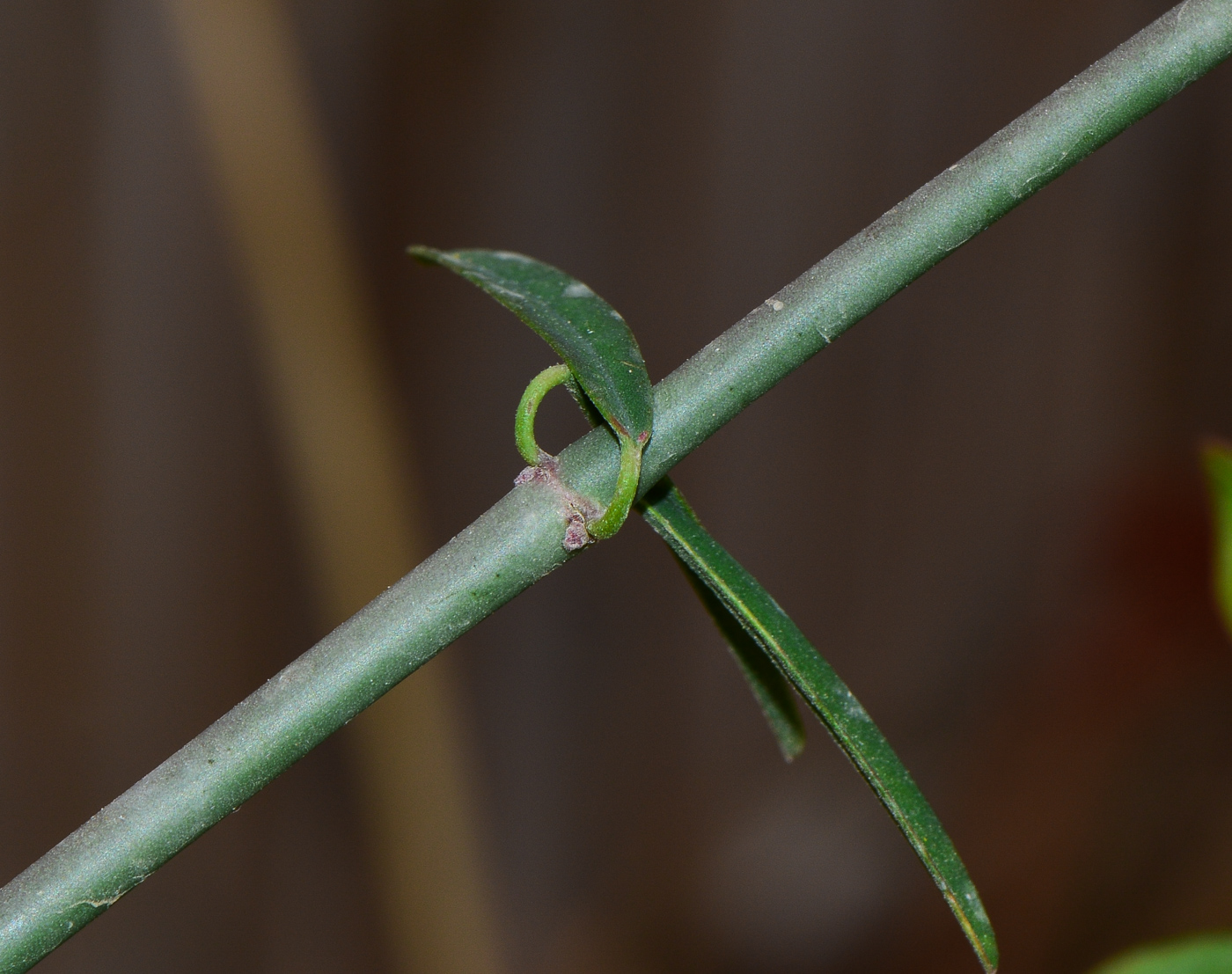 Image of Euphorbia xanti specimen.