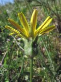 Scorzonera cana. Соцветие. Крым, Керченский п-ов, окр. с. Курортное. 2 мая 2010 г.