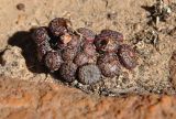 Conophytum minusculum
