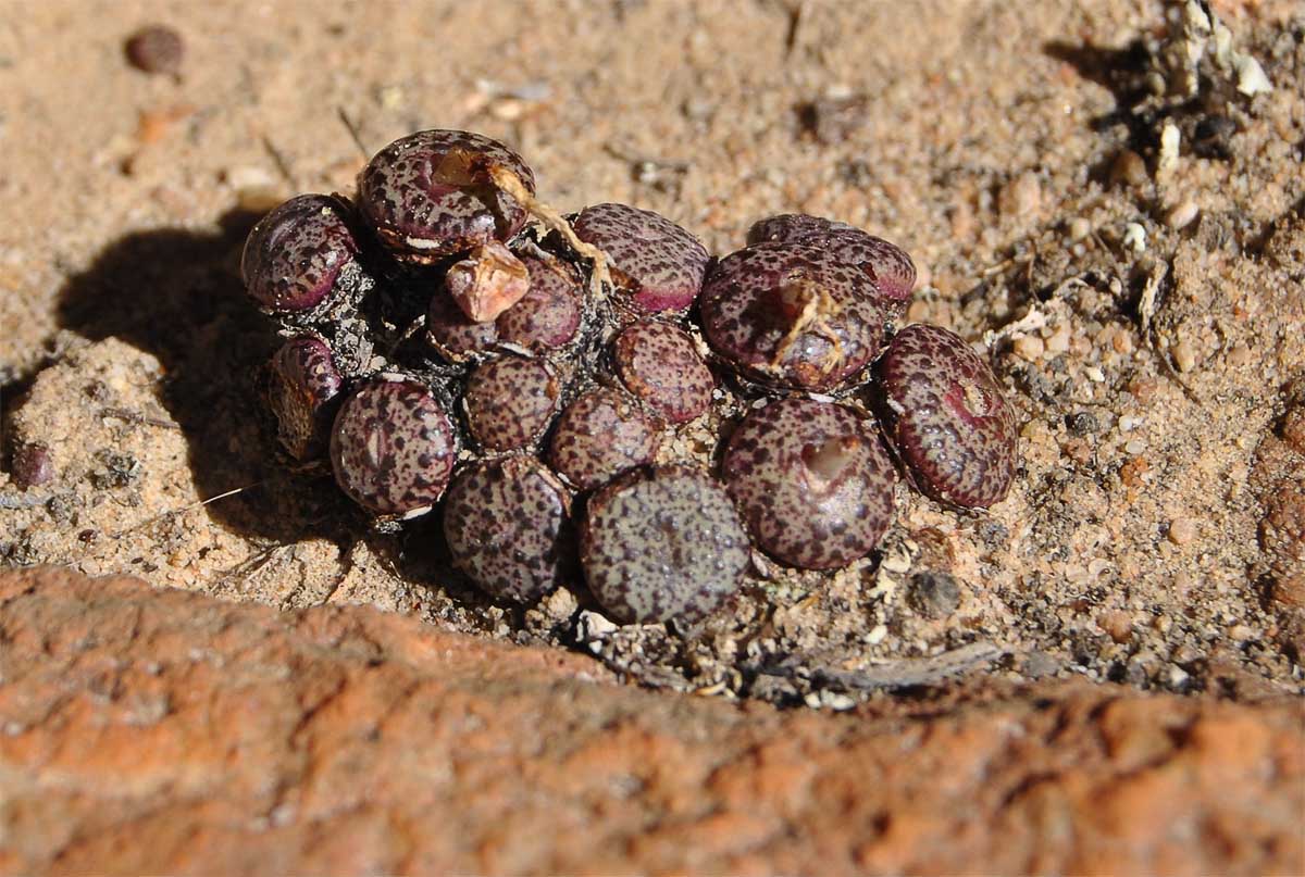 Изображение особи Conophytum minusculum.