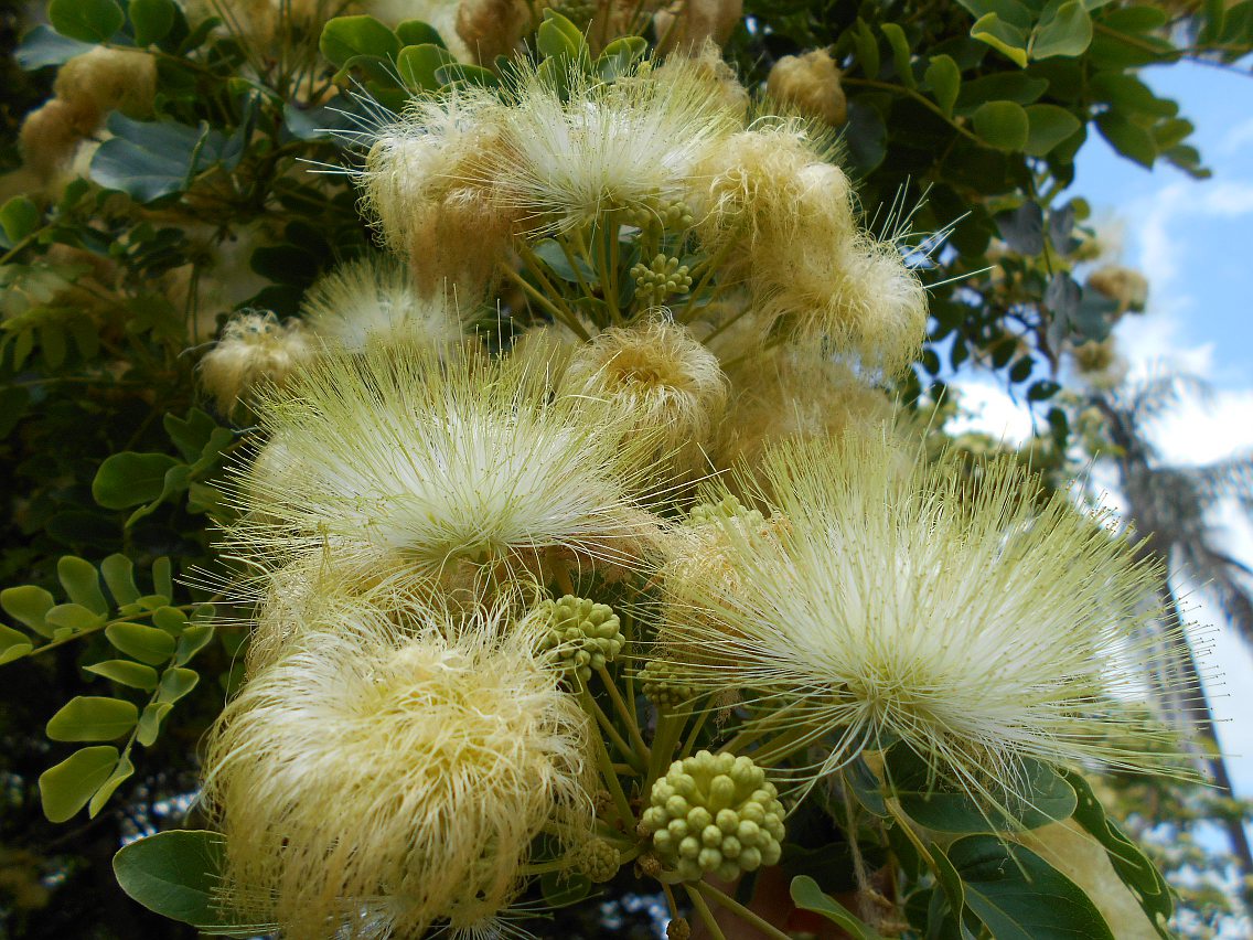 Image of Albizia lebbeck specimen.