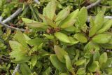 Rhododendron aureum