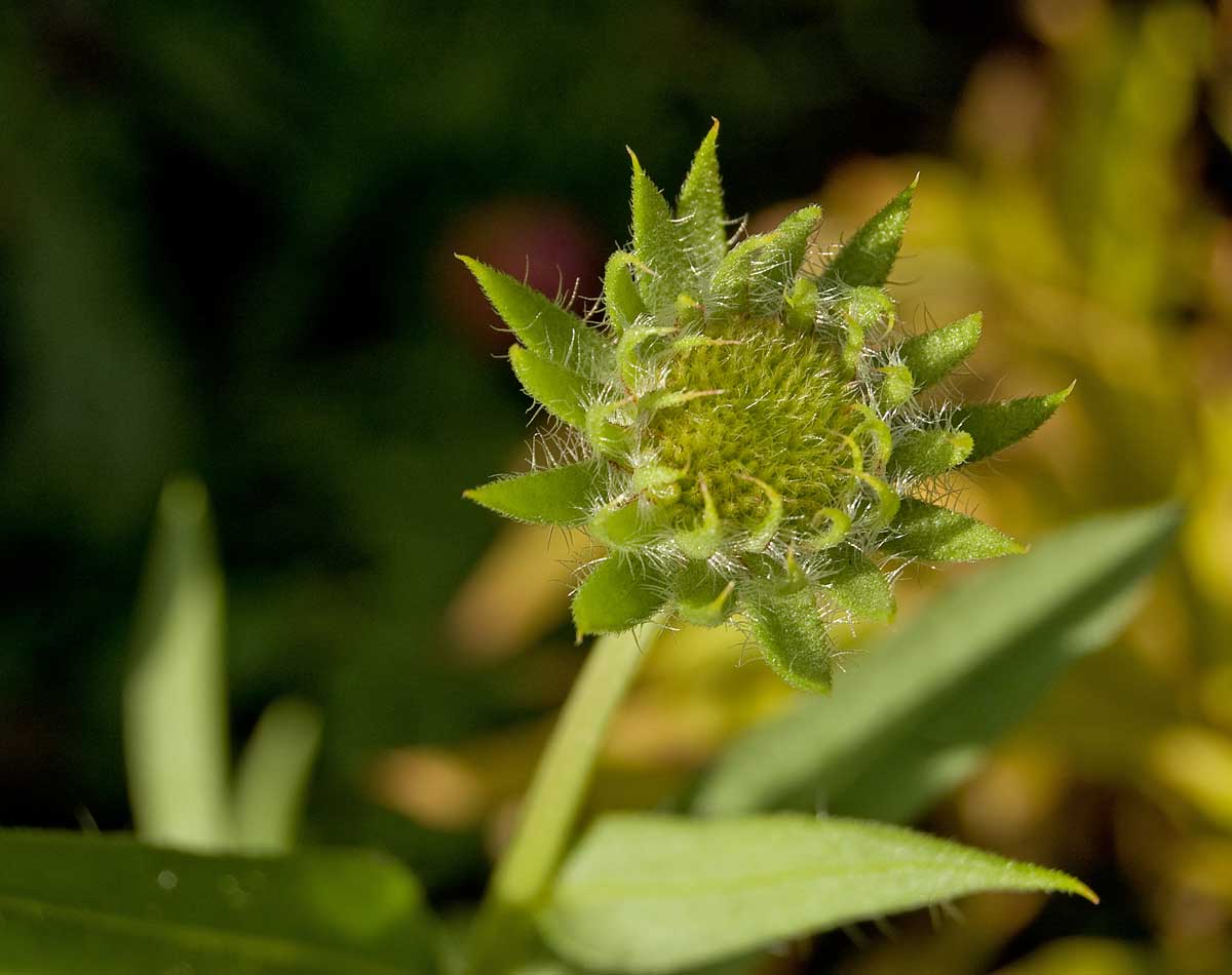 Изображение особи Gaillardia aristata.