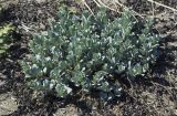 Mertensia maritima