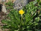 Taraxacum repletum