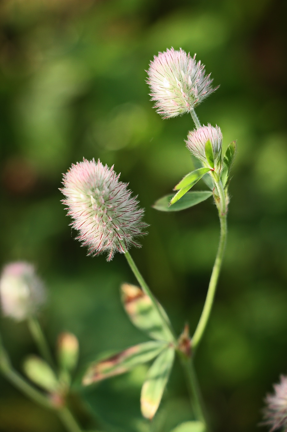 Image of Trifolium arvense specimen.