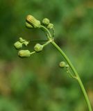 Sonchus subspecies uliginosus