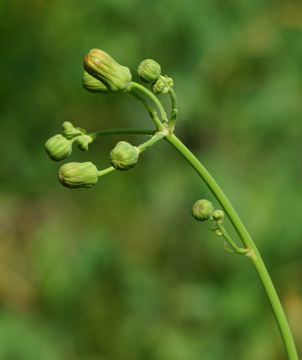 Изображение особи Sonchus arvensis ssp. uliginosus.
