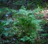 семейство Apiaceae. Вегетирующее растение. Пермский край, г. Пермь, Кировский р-н, елово-пихтовый лес, обочина грунтовой дороги. 27.05.2017.