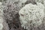 Cladonia stellaris