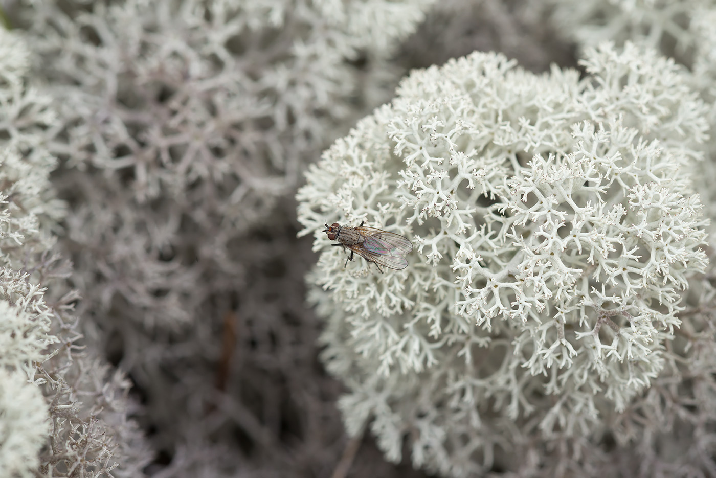 Image of Cladonia stellaris specimen.