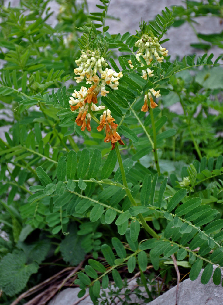 Image of Vicia balansae specimen.